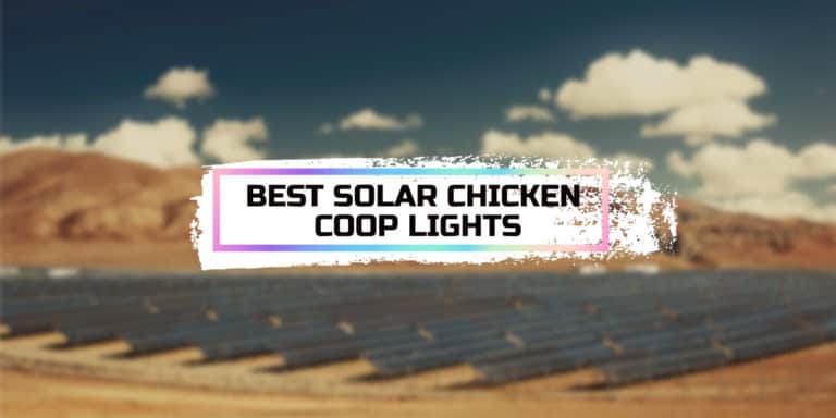 Best Solar Chicken Coop Lights